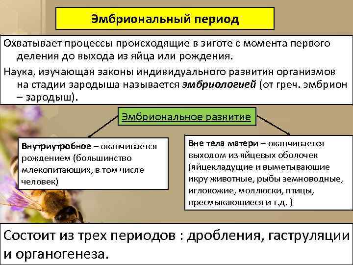 Эмбриональный период Охватывает процессы происходящие в зиготе с момента первого деления до выхода из