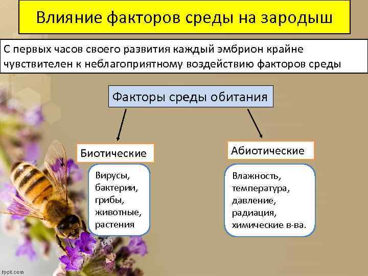 Влияние факторов среды на зародыш С первых часов своего развития каждый эмбрион крайне чувствителен