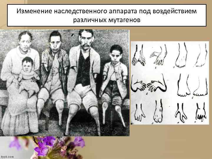 Изменение наследственного аппарата под воздействием различных мутагенов 