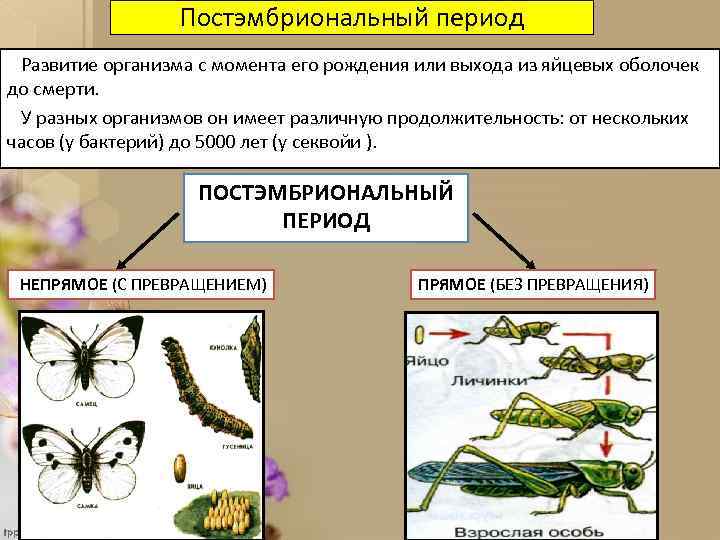 Постэмбриональный период Развитие организма с момента его рождения или выхода из яйцевых оболочек до