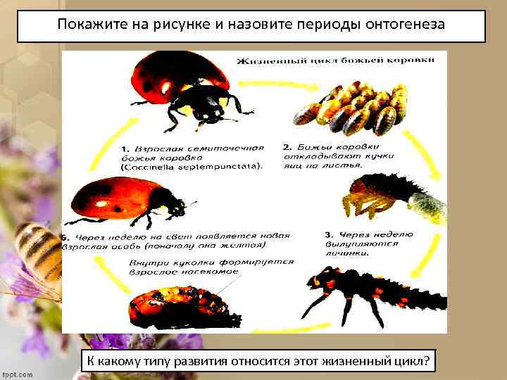 Покажите на рисунке и назовите периоды онтогенеза К какому типу развития относится этот жизненный