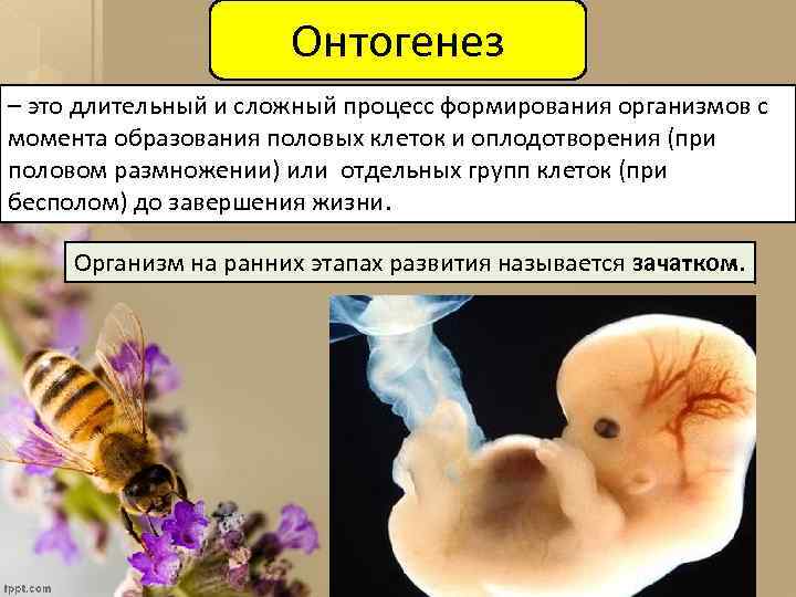 Онтогенез – это длительный и сложный процесс формирования организмов с момента образования половых клеток