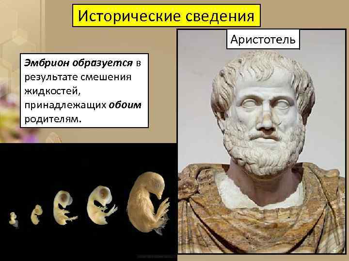 Исторические сведения Аристотель Эмбрион образуется в результате смешения жидкостей, принадлежащих обоим родителям. 