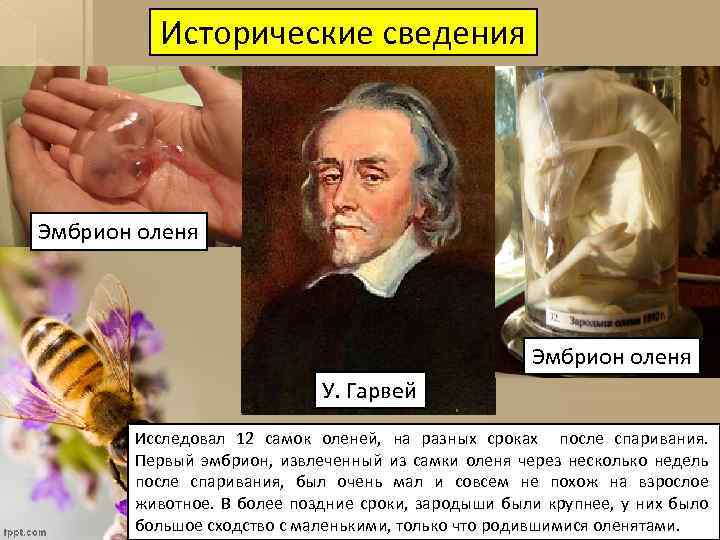 Исторические сведения Эмбрион оленя У. Гарвей Исследовал 12 самок оленей, на разных сроках после
