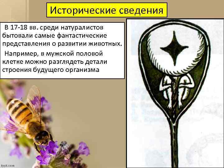 Исторические сведения В 17 -18 вв. среди натуралистов бытовали самые фантастические представления о развитии
