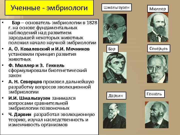 Ученные - эмбриологи • Бэр – основатель эмбриологии в 1828 г. на основе фундаментальных