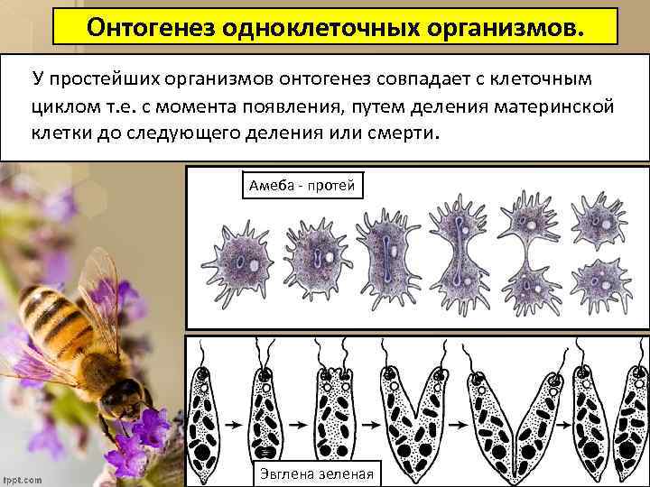 Онтогенез одноклеточных организмов. У простейших организмов онтогенез совпадает с клеточным циклом т. е. с
