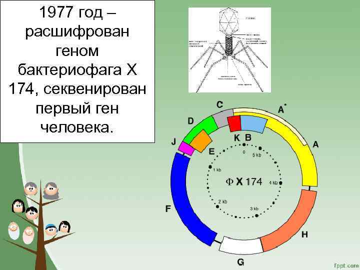 1977 год – расшифрован геном бактериофага Х 174, секвенирован первый ген человека. 