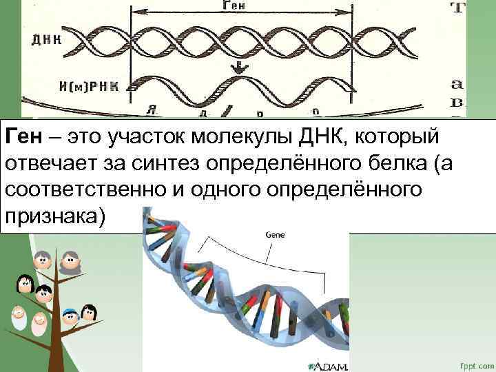 Ген – это участок молекулы ДНК, который отвечает за синтез определённого белка (а соответственно