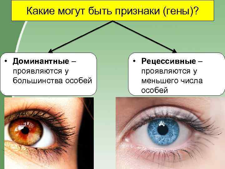 Какие могут быть признаки (гены)? • Доминантные – проявляются у большинства особей • Рецессивные