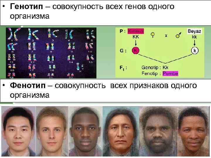  • Генотип – совокупность всех генов одного организма • Фенотип – совокупность всех