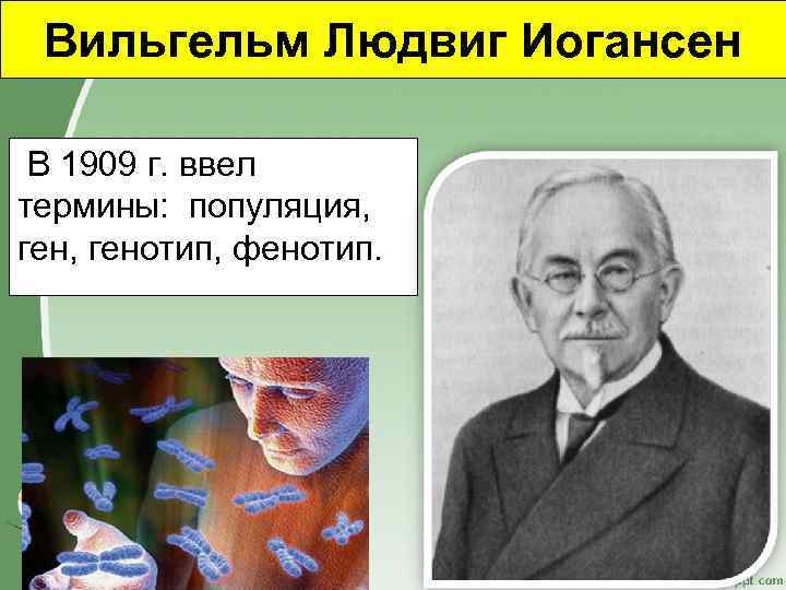 Вильгельм Людвиг Иогансен. Йогансен 1909 генетика. В. Иогансен (1909 г.). Термины ученого Вильгельма Людвиг Иогансен.