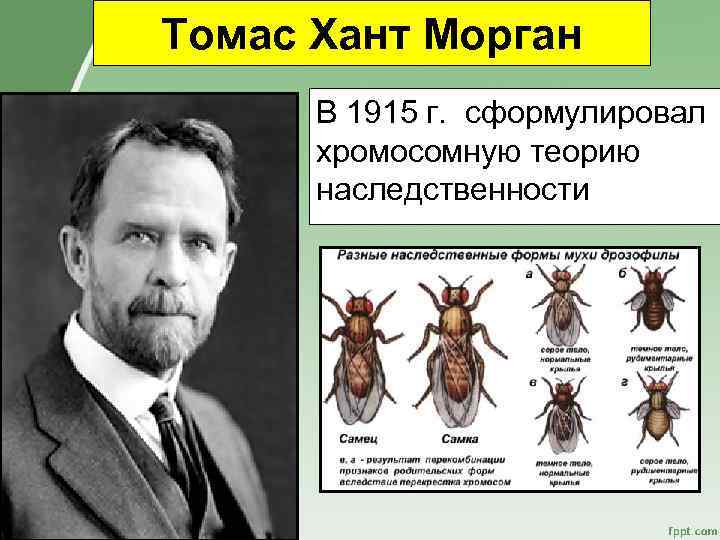 Томас Хант Морган В 1915 г. сформулировал хромосомную теорию наследственности 