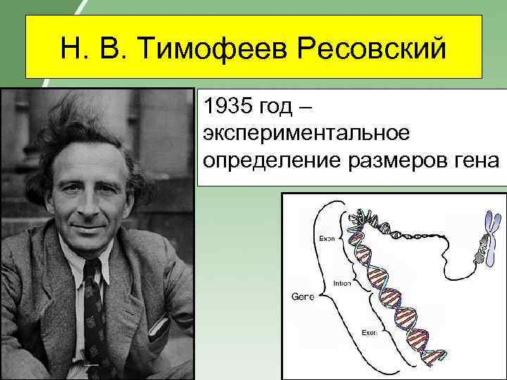 Н. В. Тимофеев Ресовский 1935 год – экспериментальное определение размеров гена 