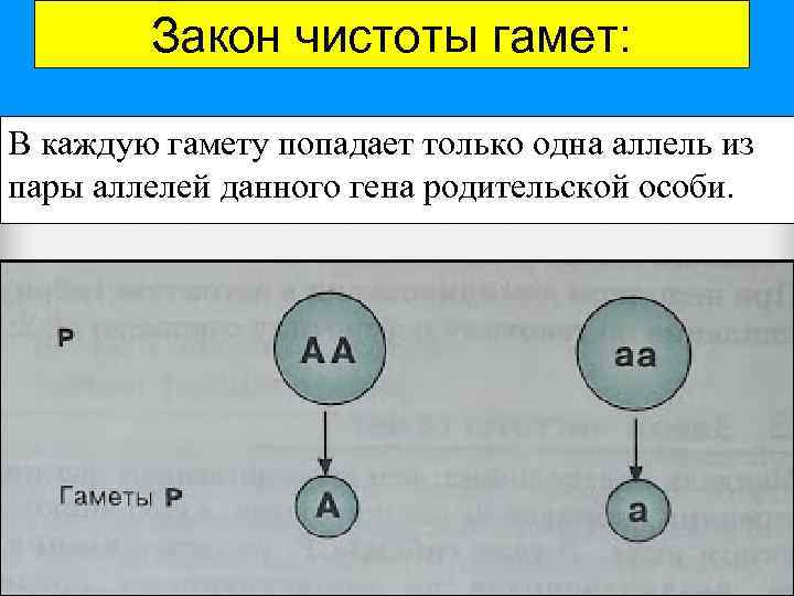 Закон чистоты гамет: В каждую гамету попадает только одна аллель из пары аллелей данного