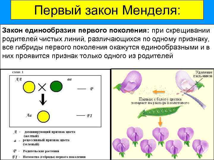 Первый закон Менделя: Закон единообразия первого поколения: при скрещивании родителей чистых линий, различающихся по