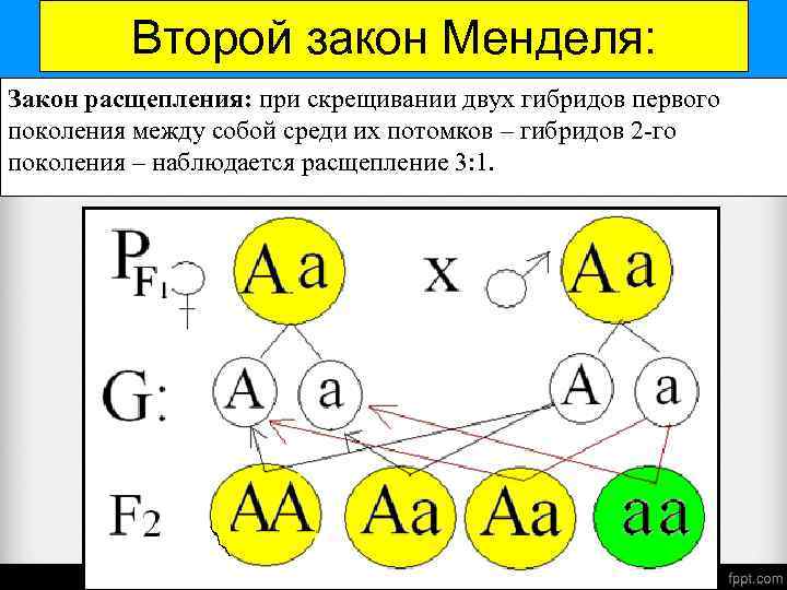 Второй закон Менделя: Закон расщепления: при скрещивании двух гибридов первого поколения между собой среди