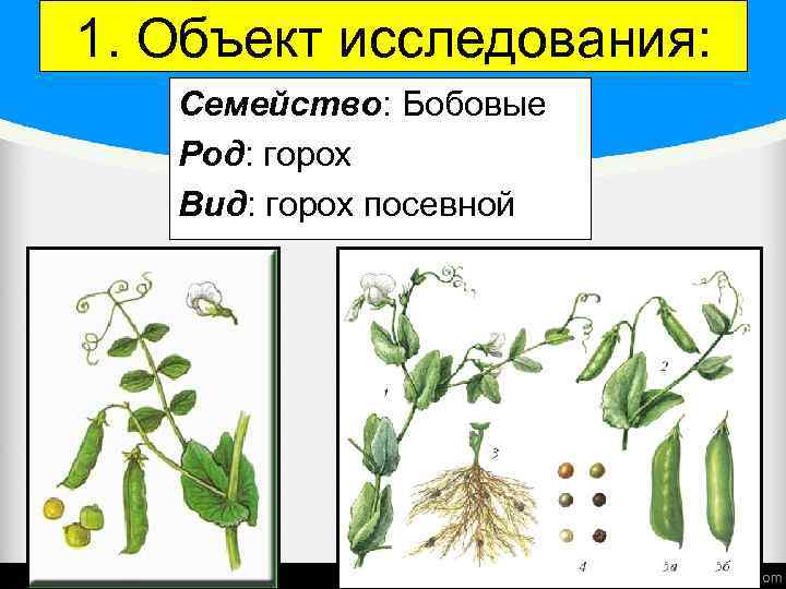 Схема гороха посевного