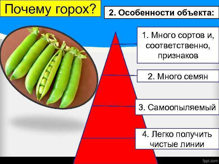 Почему горох? 2. Особенности объекта: 1. Много сортов и, соответственно, признаков 2. Много семян