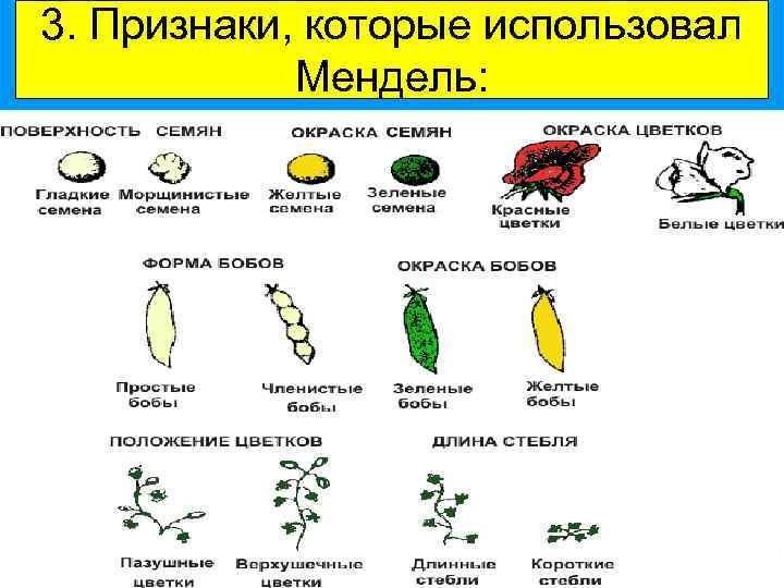 3. Признаки, которые использовал Мендель: 