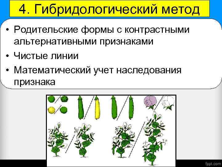 4. Гибридологический метод • Родительские формы с контрастными альтернативными признаками • Чистые линии •