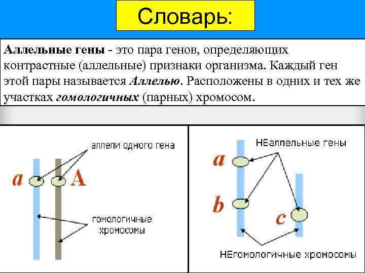 Словарь: Аллельные гены - это пара генов, определяющих контрастные (аллельные) признаки организма. Каждый ген