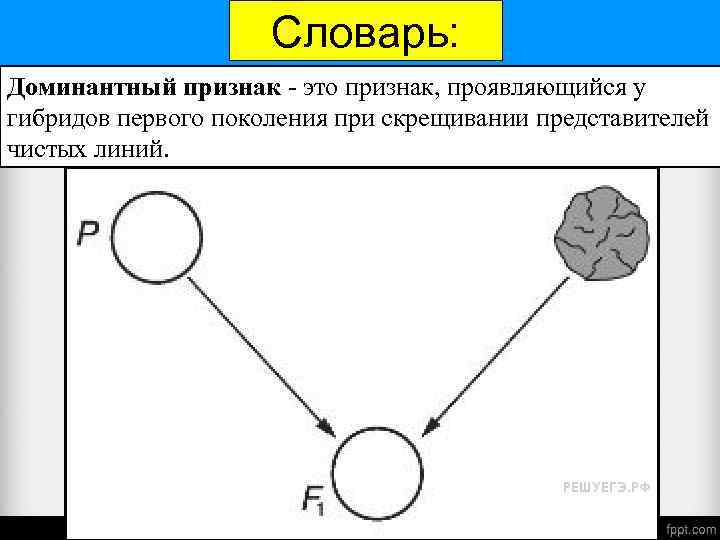 Словарь: Доминантный признак - это признак, проявляющийся у гибридов первого поколения при скрещивании представителей