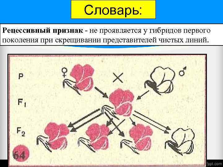 Словарь: Рецессивный признак - не проявляется у гибридов первого поколения при скрещивании представителей чистых