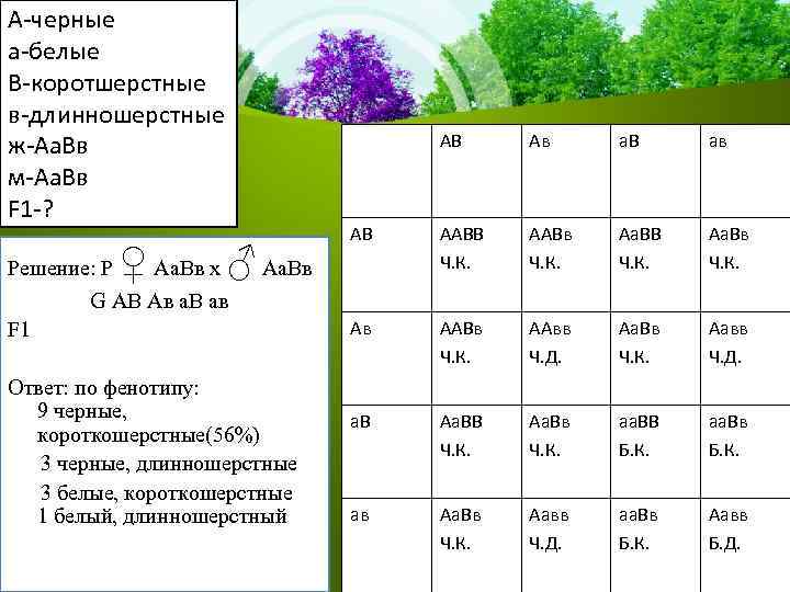 А-черные а-белые В-коротшерстные в-длинношерстные ж-Аа. Вв м-Аа. Вв F 1 -? ♀ АВ ♂