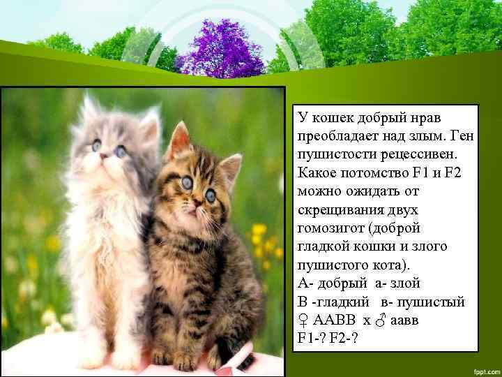 У кошек добрый нрав преобладает над злым. Ген пушистости рецессивен. Какое потомство F 1