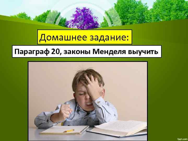 Домашнее задание: Параграф 20, законы Менделя выучить 