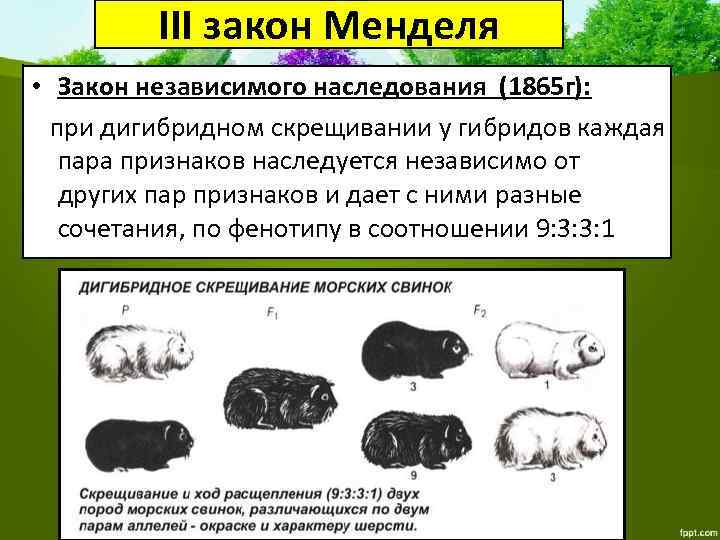 III закон Менделя • Закон независимого наследования (1865 г): при дигибридном скрещивании у гибридов
