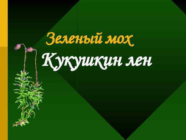 Зеленый мох Кукушкин лен 