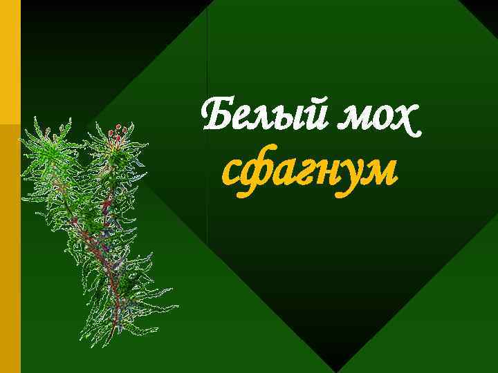 Белый мох сфагнум 