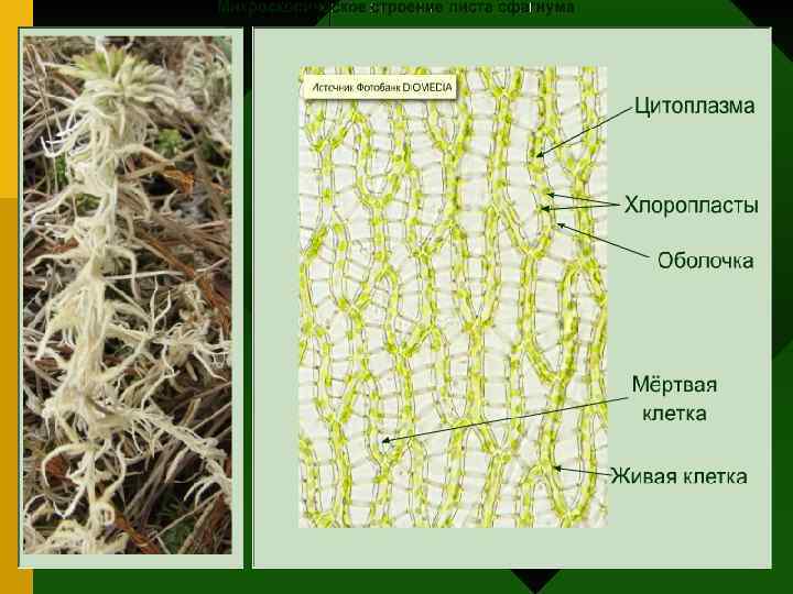 Картинки моховидных растений