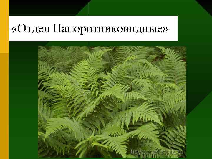  «Отдел Папоротниковидные» 