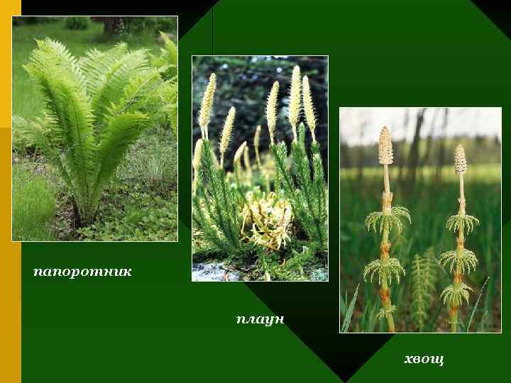 папоротник плаун хвощ 