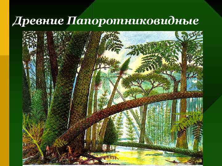 Древние Папоротниковидные 
