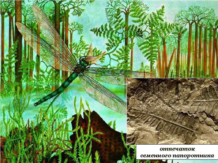 отпечаток семенного папоротника 