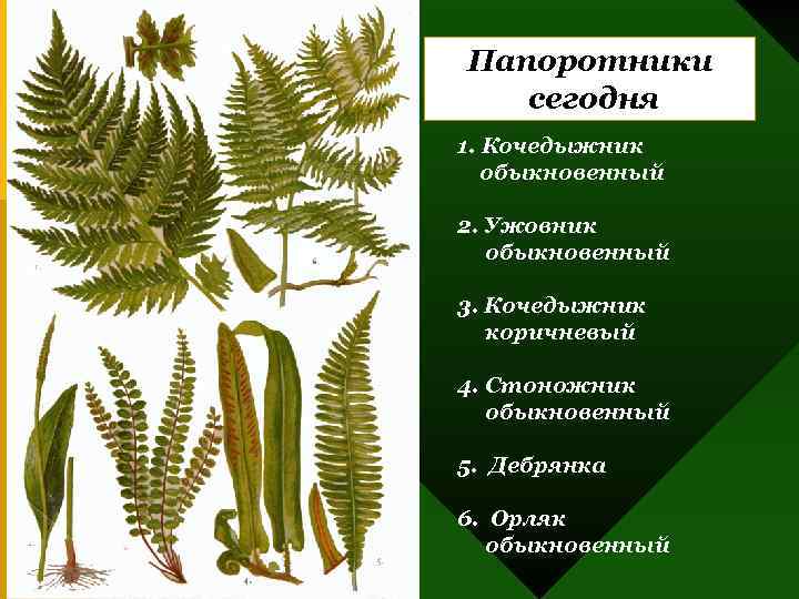 Рассмотрите изображение растений кочедыжник хлорелла туя серебристая