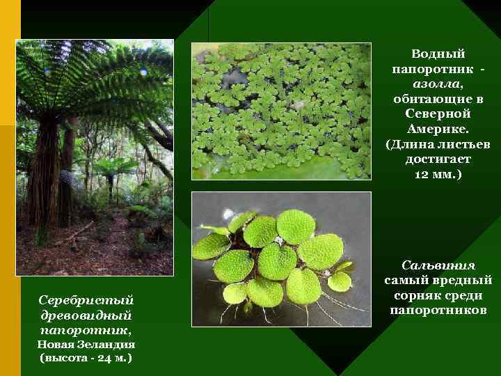 Водный папоротник азолла, обитающие в Северной Америке. (Длина листьев достигает 12 мм. ) Серебристый