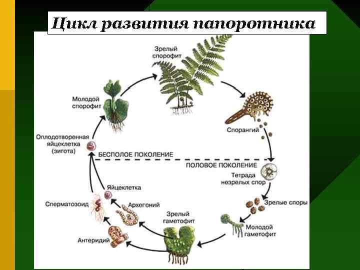 Цикл развития папоротника заросток 