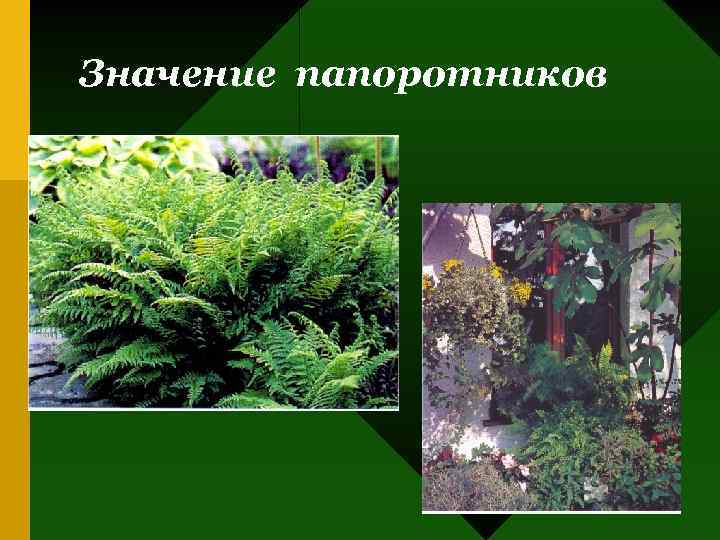 Значение папоротников 