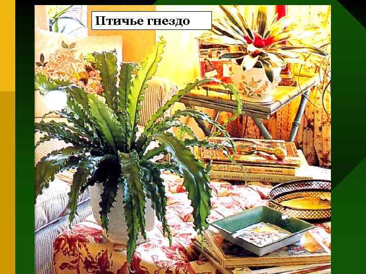 Птичье гнездо 