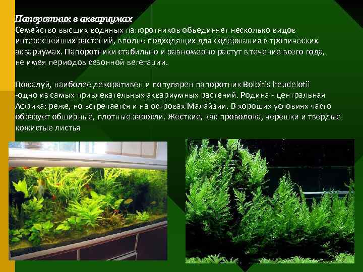 Папоротник в аквариумах Семейство высших водяных папоротников объединяет несколько видов интереснейших растений, вполне подходящих