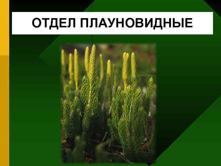 ОТДЕЛ ПЛАУНОВИДНЫЕ 