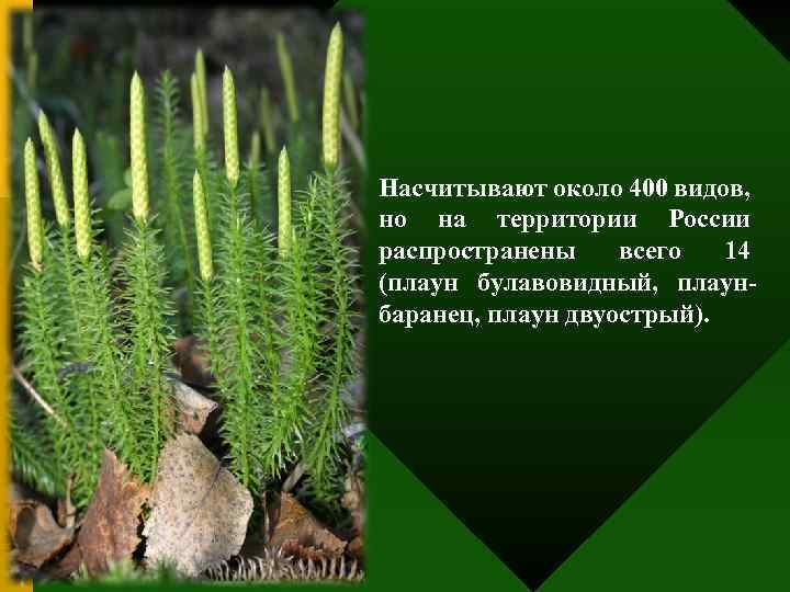 Насчитывают около 400 видов, но на территории России распространены всего 14 (плаун булавовидный, плаунбаранец,