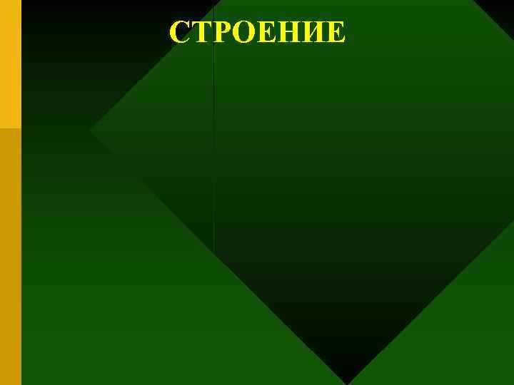 СТРОЕНИЕ 