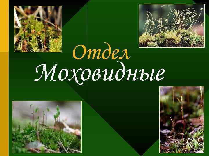 Отдел Моховидные 