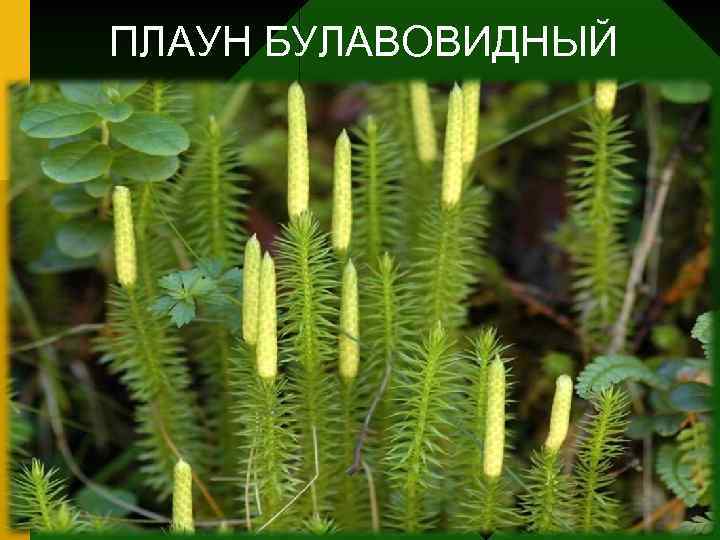 ПЛАУН БУЛАВОВИДНЫЙ 